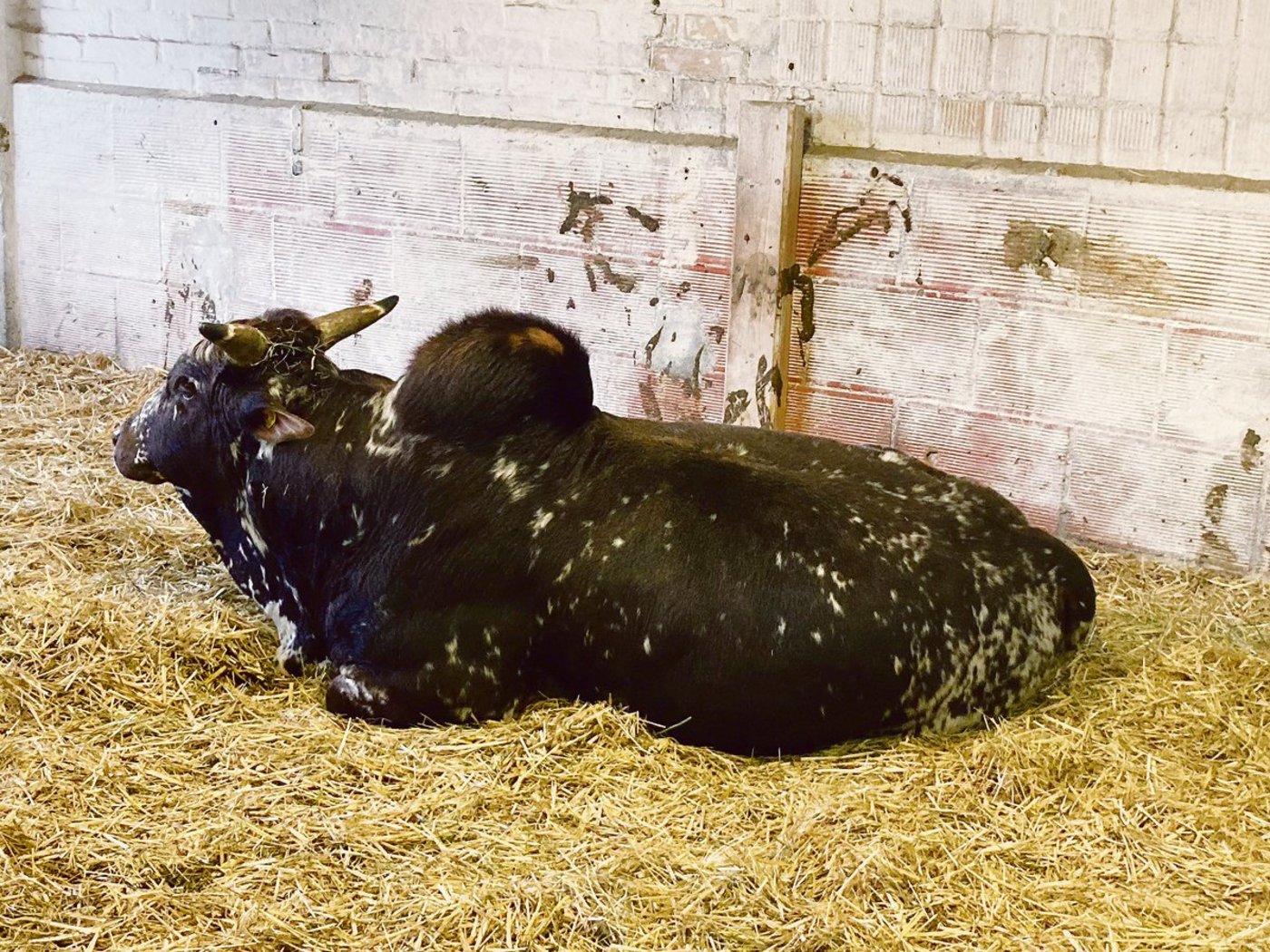 Torpedo heisst der Hauptstier der Zwergzebu-Herde. Hier sieht man deutlich den Buckel, der vor allem aus Muskeln besteht.