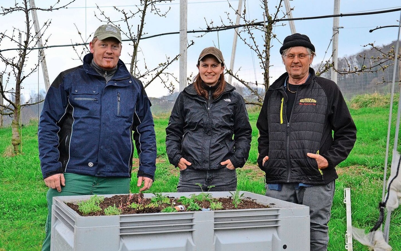 Landwirt Marcel Itin, Helena Römer, verantwortliche Versuchsleiterin seitens des Ebenrains, und Franco Weibel, pensionierter Obstbauberater, bei der Freilassung der vierfleckigen Kugelmarienkäfer Ende März.   