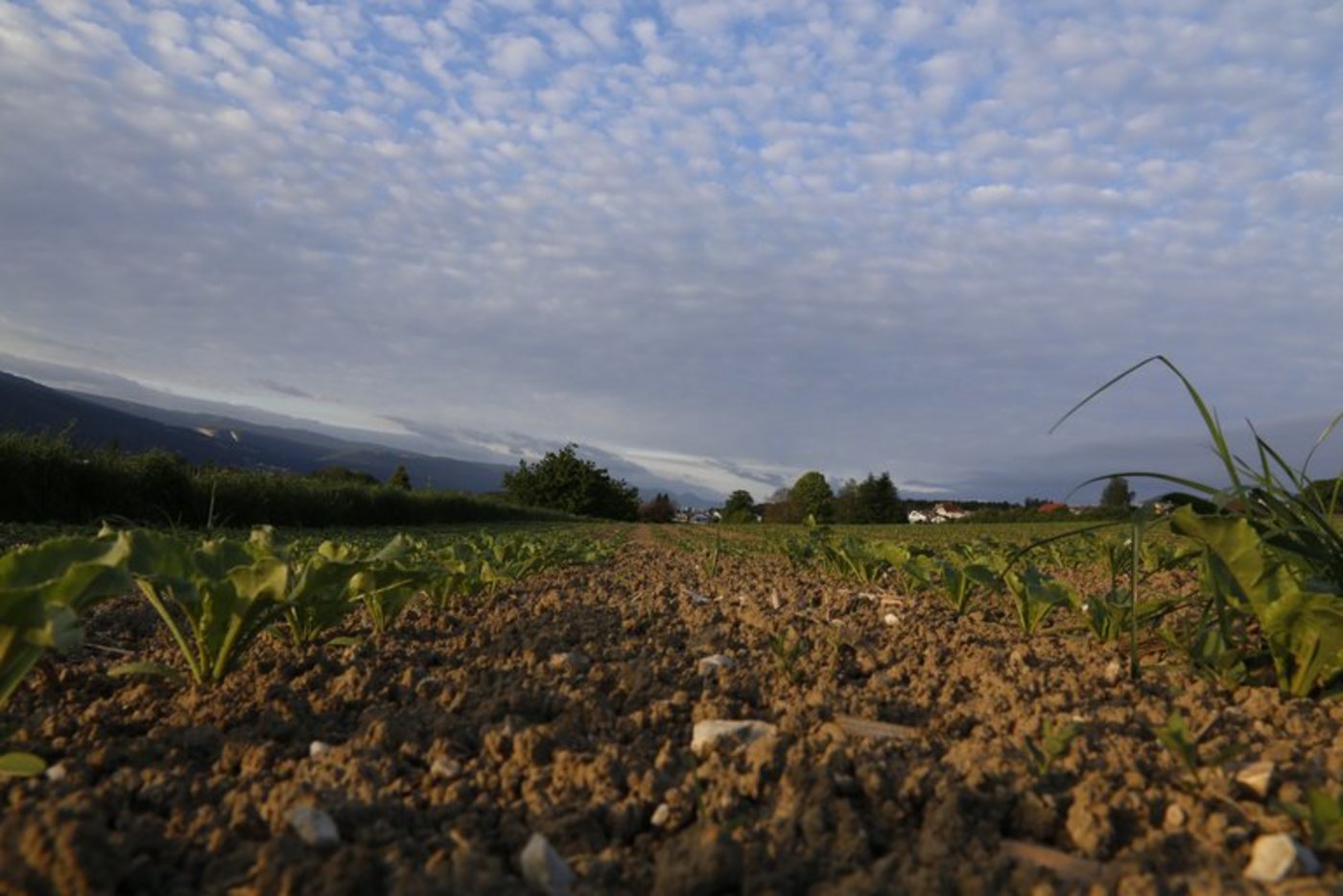Das Bundesamt für Landwirtschaft (BLW) und die Schweizerische Vereinigung für ländliche Entwicklung Swissmelio haben die Broschüre herausgegeben. (Bild lid)