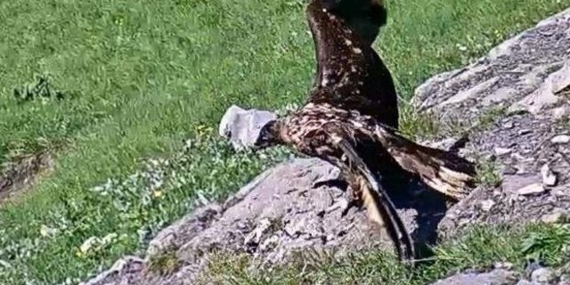 Das Bartgeierweibchen ist von einer Böhe erfasst worden und stürzte in die Tiefe. (Screenshot srf)