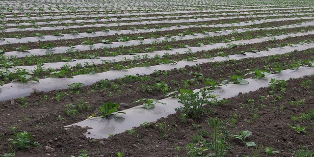 Im Gemüsebau kommen viele Mulchfolien zum Einsatz. (Bild Florian Gerlach)