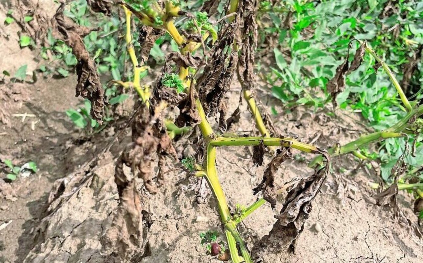 Das von der Zikade übertragene Bakterium befällt die Gefässe der Pflanze und führt zu Welkesymptomen, hier bei Kartoffeln.