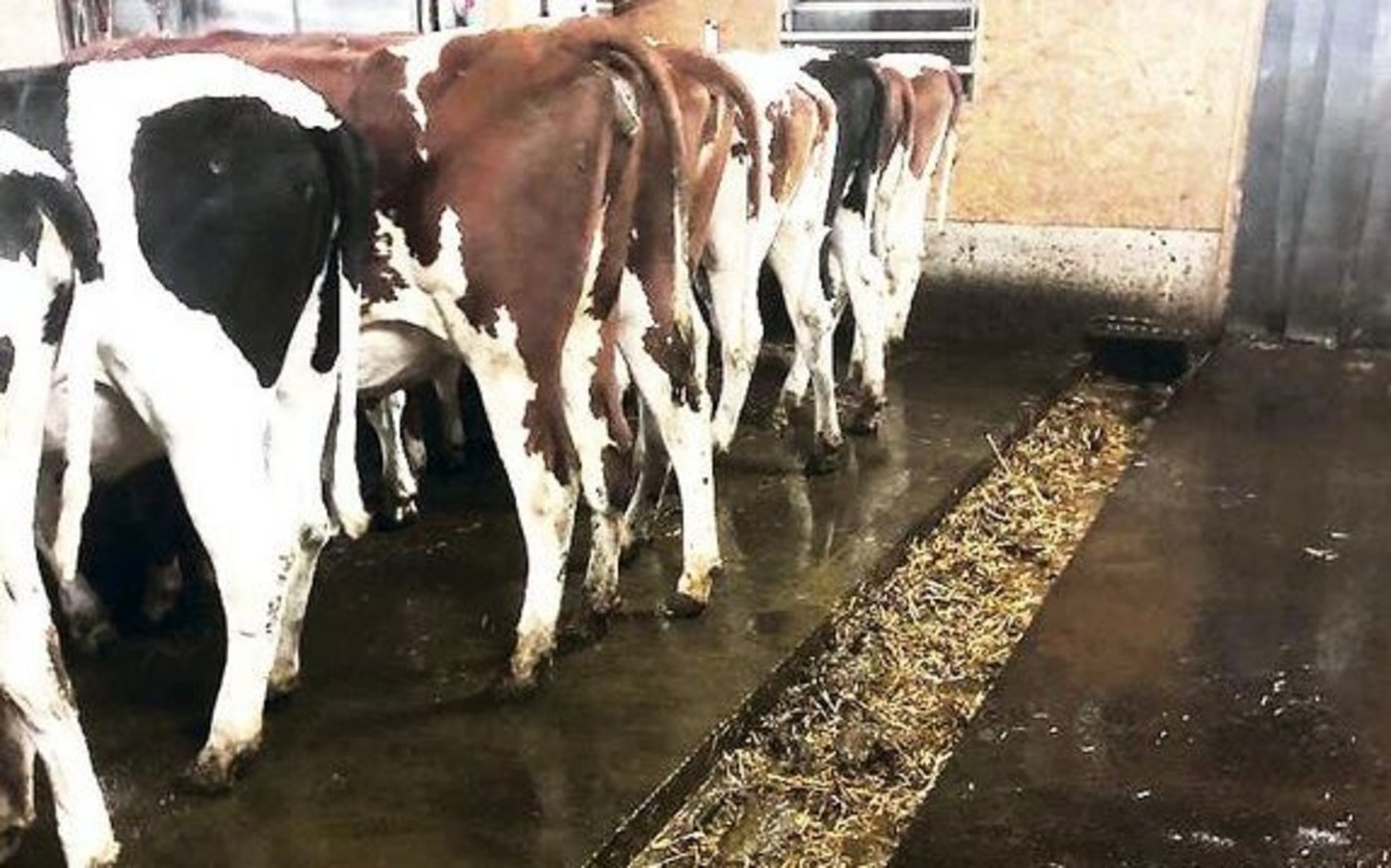 Die kleineren Rinder von Beat Wanzenried sind in einem Laufstall untergebracht. Die unbedeckte Schubstangenentmistung ist Anlass für grosse Diskussionen.   