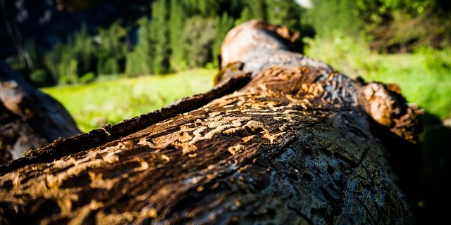 Borkenkäfer können ganz schöne Schäden hinterlassen. (Bild Pixabay)