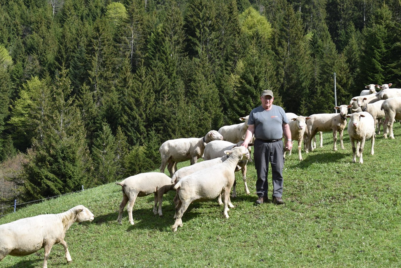 Kaspar Rickenbacher mit seinen Schafen. Jährlich kommen auf seinem Betrieb etwa 20 Lämmer zur Welt. «Ich liebe die Tiere», sagt er. (Bild Konrad Schuler)