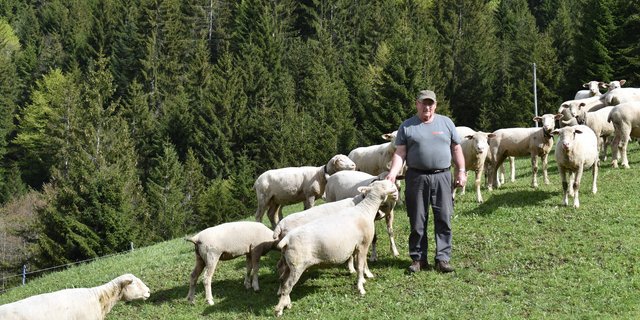 Kaspar Rickenbacher mit seinen Schafen. Jährlich kommen auf seinem Betrieb etwa 20 Lämmer zur Welt. «Ich liebe die Tiere», sagt er. (Bild Konrad Schuler)