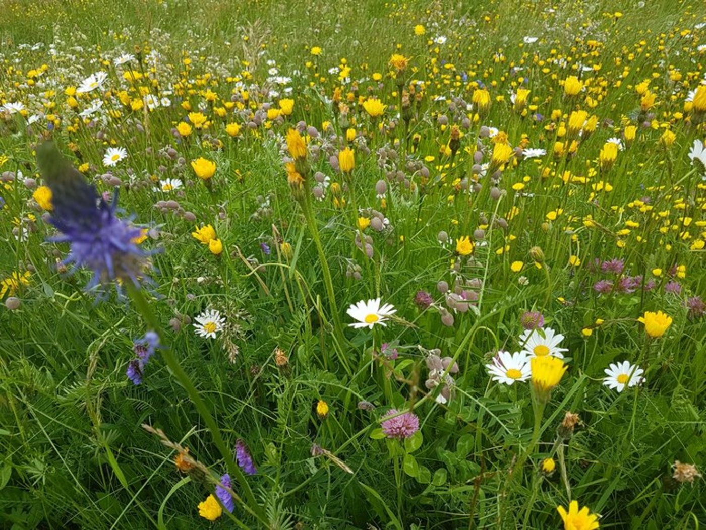 Neue Ansätze für ein schonenderes Agrarsystem werden gesucht. (Bild lid/ji)