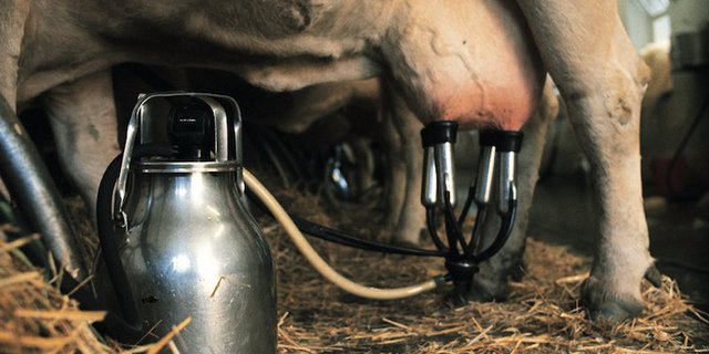 Milch sei in der Schweiz standortgerecht und im europäischen Umfeld am wettbewerbsfähigsten, heisst es beim SMP. (Bild SMP)