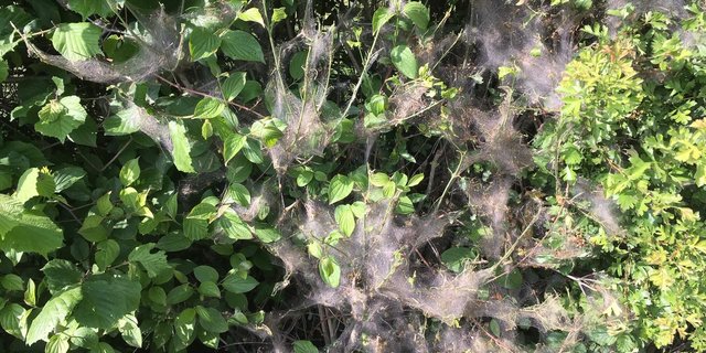 An Hecken in sonniger Lage bilden sich im Moment grosse Kolonien von Gespinstmotten-Raupen. (Bilder jsc)