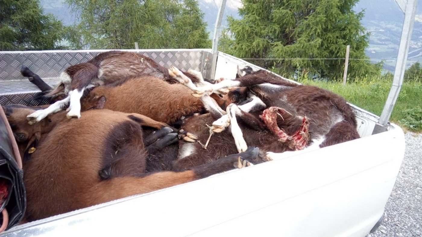 Die Alpwirtschaft sei nicht für eine Ausrottung des Wolfs, so der SAV. Aber man habe die Auswirkungen der Wolfsausbreitung unterschätzt – trotz Warnungen vonseiten des Verbands. (Bild SAV)