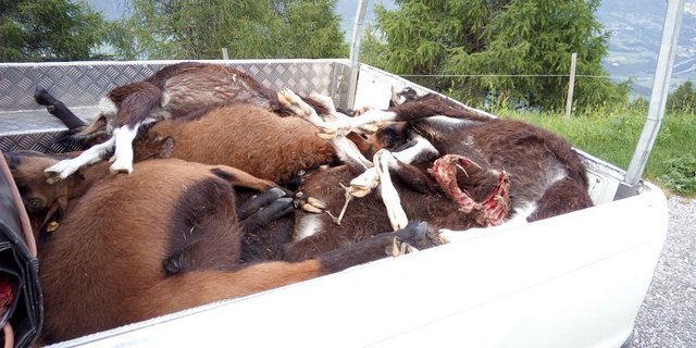 Die Alpwirtschaft sei nicht für eine Ausrottung des Wolfs, so der SAV. Aber man habe die Auswirkungen der Wolfsausbreitung unterschätzt – trotz Warnungen vonseiten des Verbands. (Bild SAV)