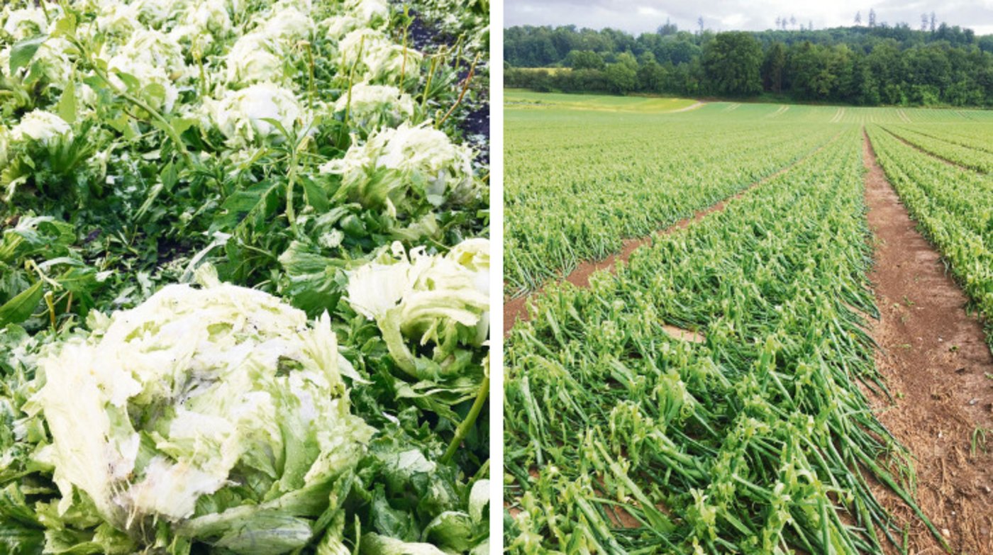 Hart vom Hagel getroffen: Eisbergsalat und Zwiebeln im Berner Seeland. (Bilder BauernZeitung)