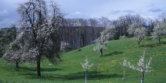 Die Anzahl Hochstammbäume hat im Kanton Thurgau in den letzten 5 Jahren zugenommen. (Bild BauZ)