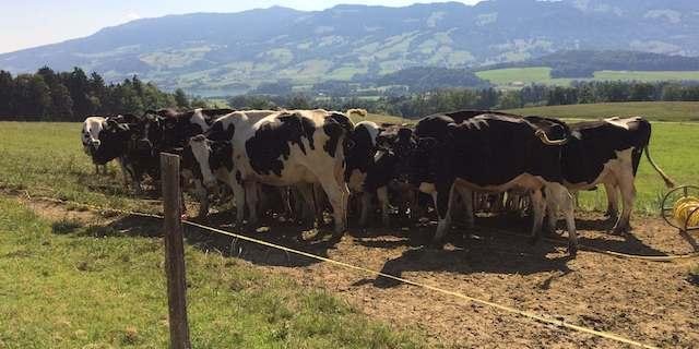 Der erste Teil der Studie zum Hitzestress bei Milchkühen bestand aus einer Umfrage. (Bild zVg)