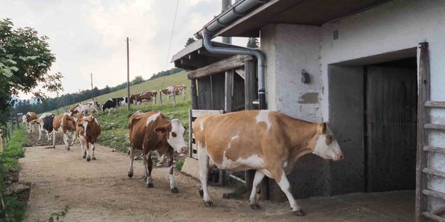 Kuhherde unterwegs zum Melken in den Stall. (Bild Agroscope)