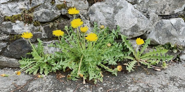 Der Löwenzahn ist eine kräftige Pflanze: Mit seinen Pfahlwurzeln kann er sogar Asphalt sprengen.