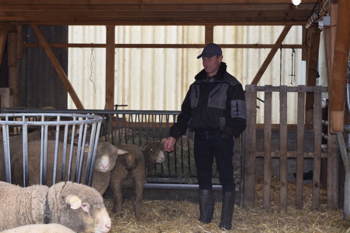 Erich Schönenberger bei seinen Schafen. Dort, wo der Wolf in den Stall eindrang, hat der Bauer jetzt mit einer Palette abgesperrt. (Bilder sgi)