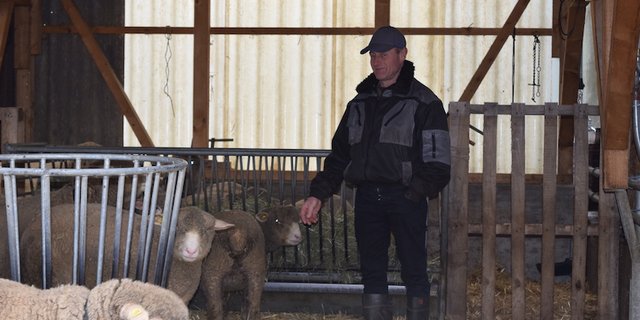 Erich Schönenberger bei seinen Schafen. Dort, wo der Wolf in den Stall eindrang, hat der Bauer jetzt mit einer Palette abgesperrt. (Bilder sgi)