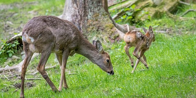Das Pflanzenwachstum richtet sich nach dem Klima, Rehe orientieren sich für das Setzen ihres Nachwuchses an der Tageslänge. Daher können die Tiere mit dem Klimawandel schlecht mithalten. (Bild WSL/Joesf Senn)
