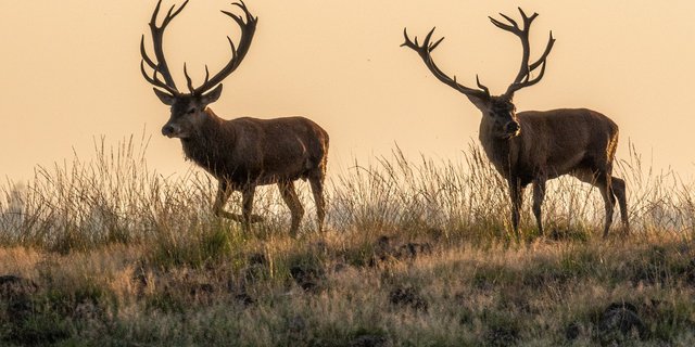 Die verfügbare Menge an Beutetieren bestimme die Grösse der Raubtierpopulation. Daher müsse man für die Wolfsregulation auch beim Schalenwild ansetzen, so die Gruppe Wolf Schweiz. (Bild herbert2512 / Pixabay) 