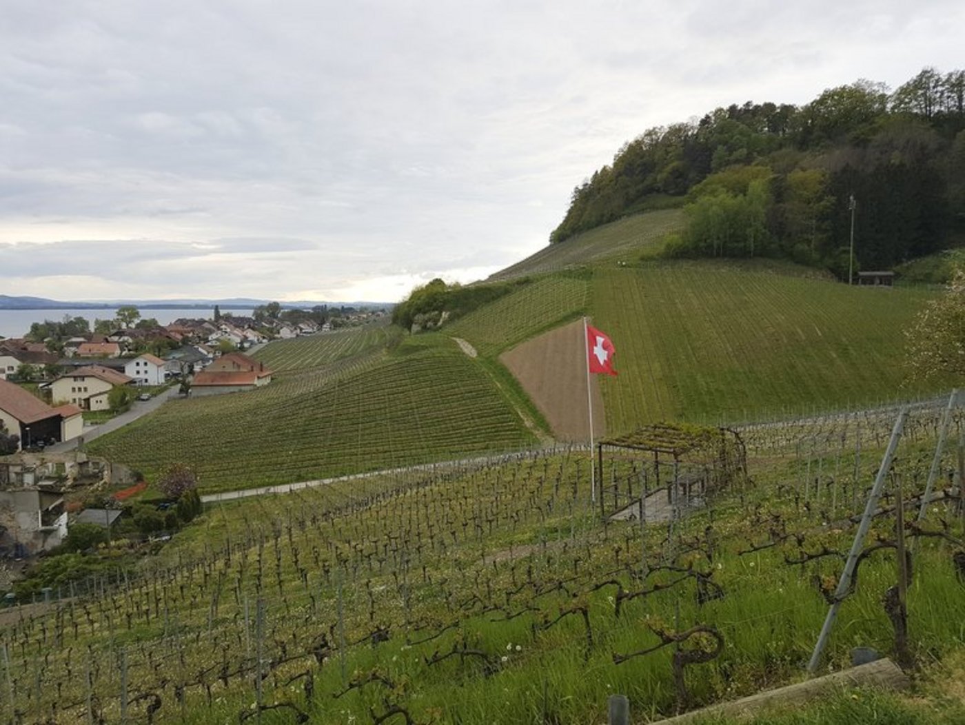 Aus AOC soll AOP werden. Das würde für den Weinbau strengere Vorgaben bedeuten. (Bild lid/ji) 