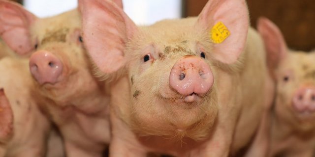 Ferkel sind zur Zeit teuer gehandelt. (Symbolbild Peter Röthlisberger)