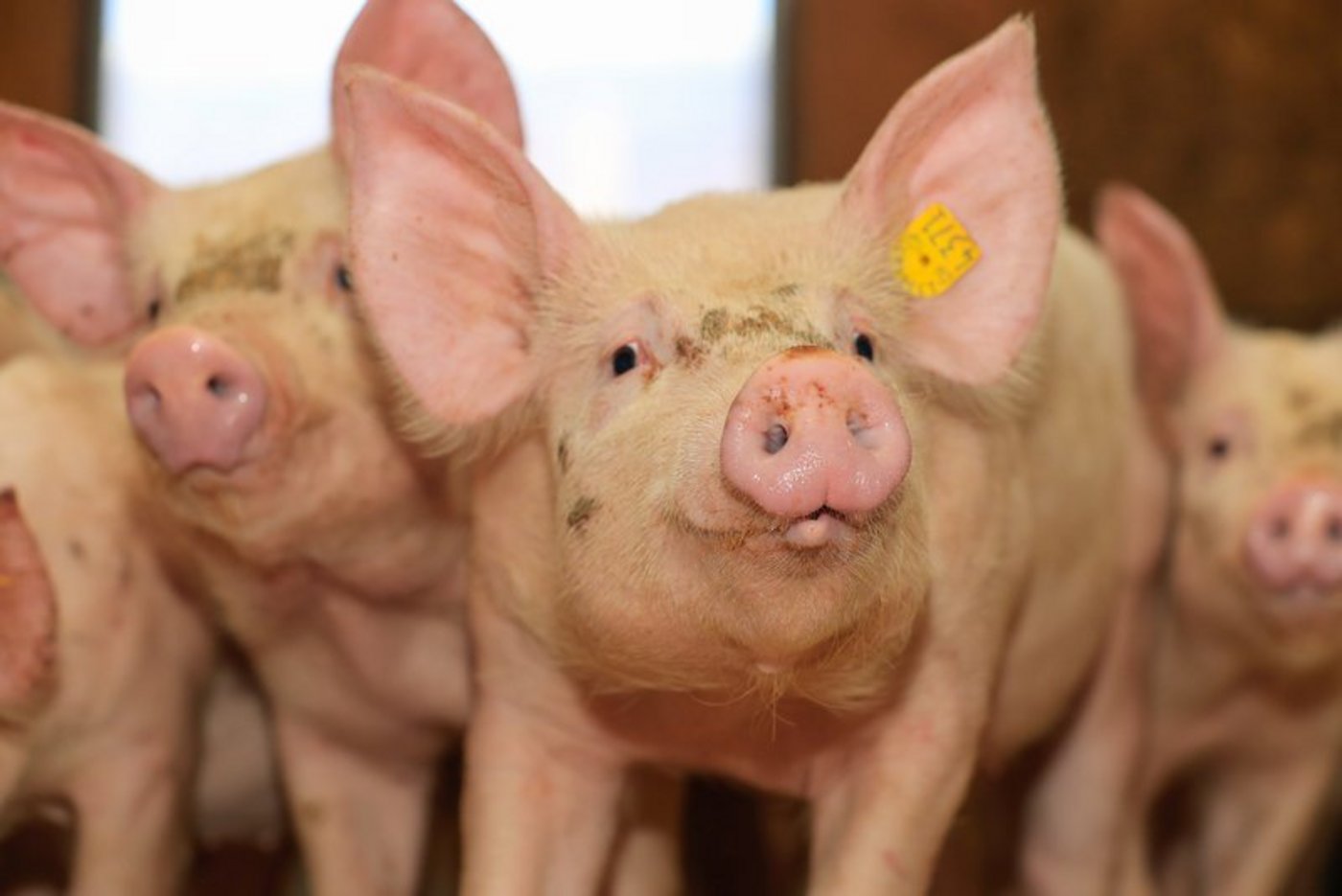 Ferkel sind zur Zeit teuer gehandelt. (Symbolbild Peter Röthlisberger)