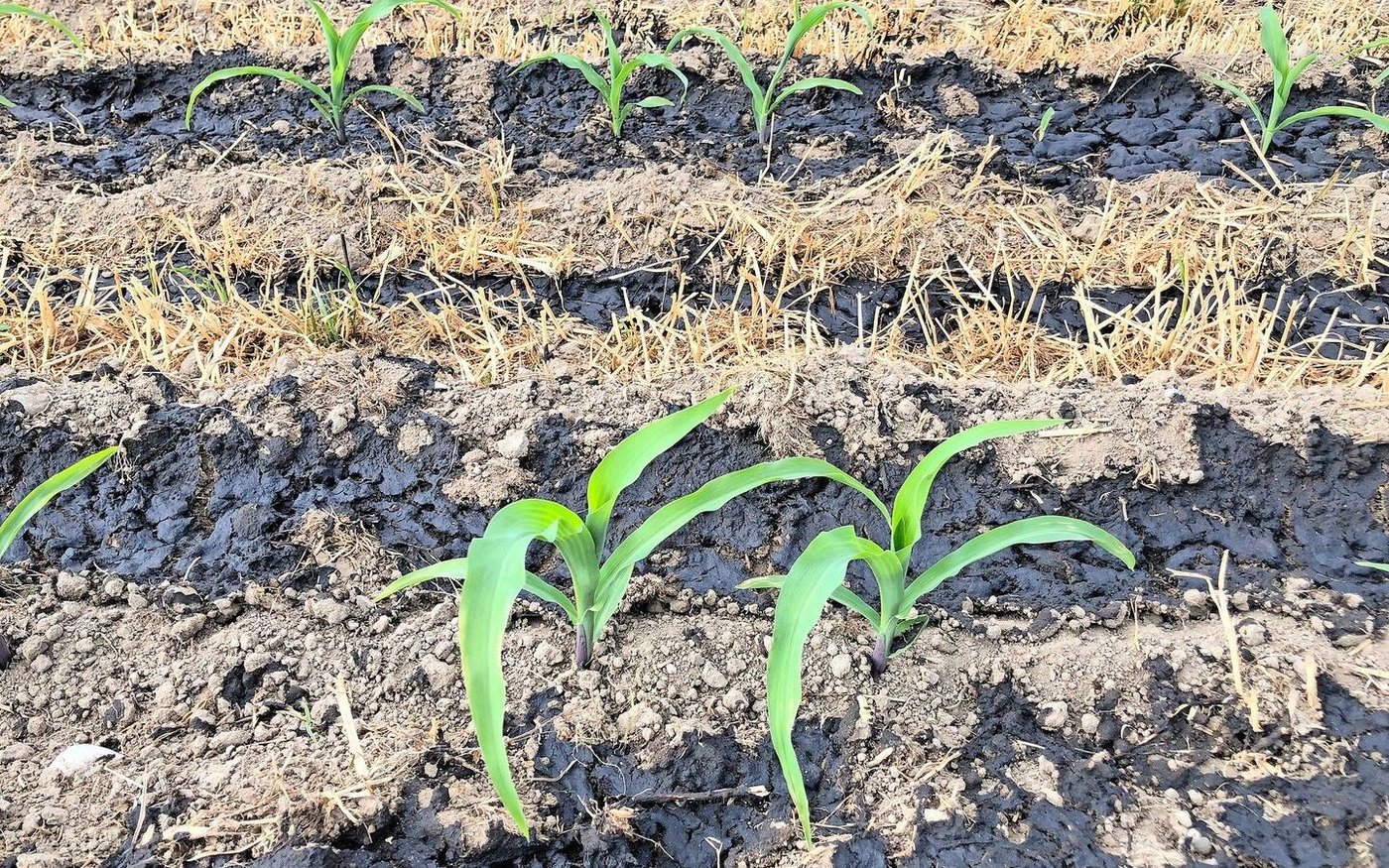 Hofdünger versorgen den Mais zuverlässig mit genügend Kalium, das für den Wasserhaushalt der Pflanze wichtig ist. 
