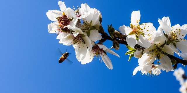 Eine Biene beim Bestäuben eines Mandelbaums. (Bild Pixabay)