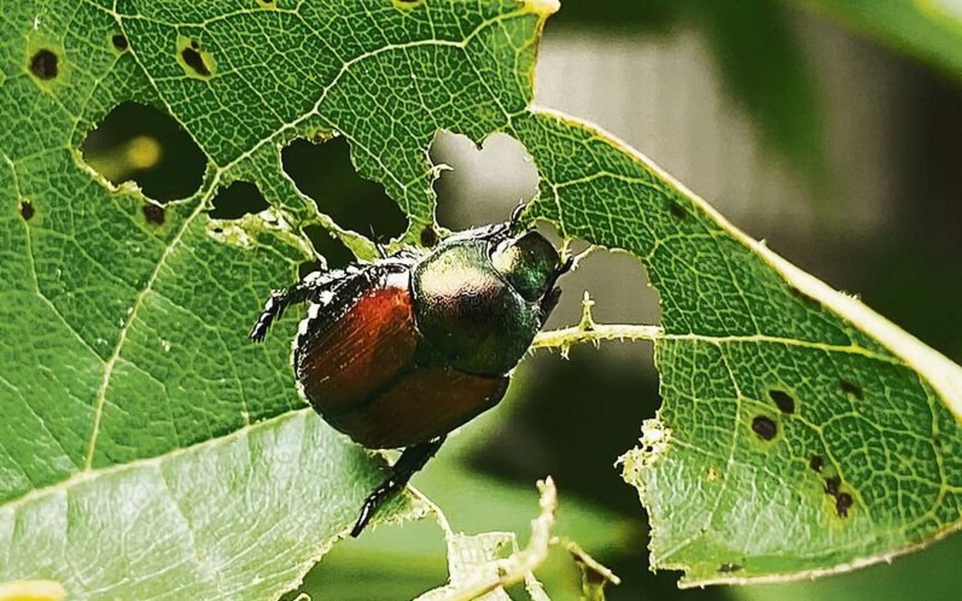 Ein Japankäfer frisst Löcher an einem Rebblatt heraus. Der Schädling ist etwa 1 cm gross und  kleiner als ein Mai- oder Junikäfer – also auf Pflanzen nicht einfach zu entdecken.