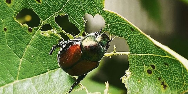 Ein Japankäfer frisst Löcher an einem Rebblatt heraus. Der Schädling ist etwa 1 cm gross und  kleiner als ein Mai- oder Junikäfer – also auf Pflanzen nicht einfach zu entdecken.