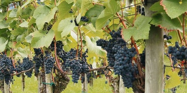 Im Aargau wurden 2666 t Trauben geerntet. Im Kanton Luzern waren es 715 t; hier wächst das Anbaugebiet stark. 