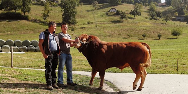 Bei Franz Burri, Limousin-Züchter aus Dagmersellen LU, sind die Lehrstellen für die nächsten drei Jahre bereits vergeben: «Ich weiss, dass das die Ausnahme ist.» Bild: Ruben Sprich