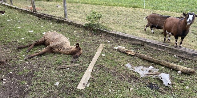 Der Beschuldigte hielt seine Tiere in katastrophalen Zuständen. (Bild Kantonspolizei Aargau)