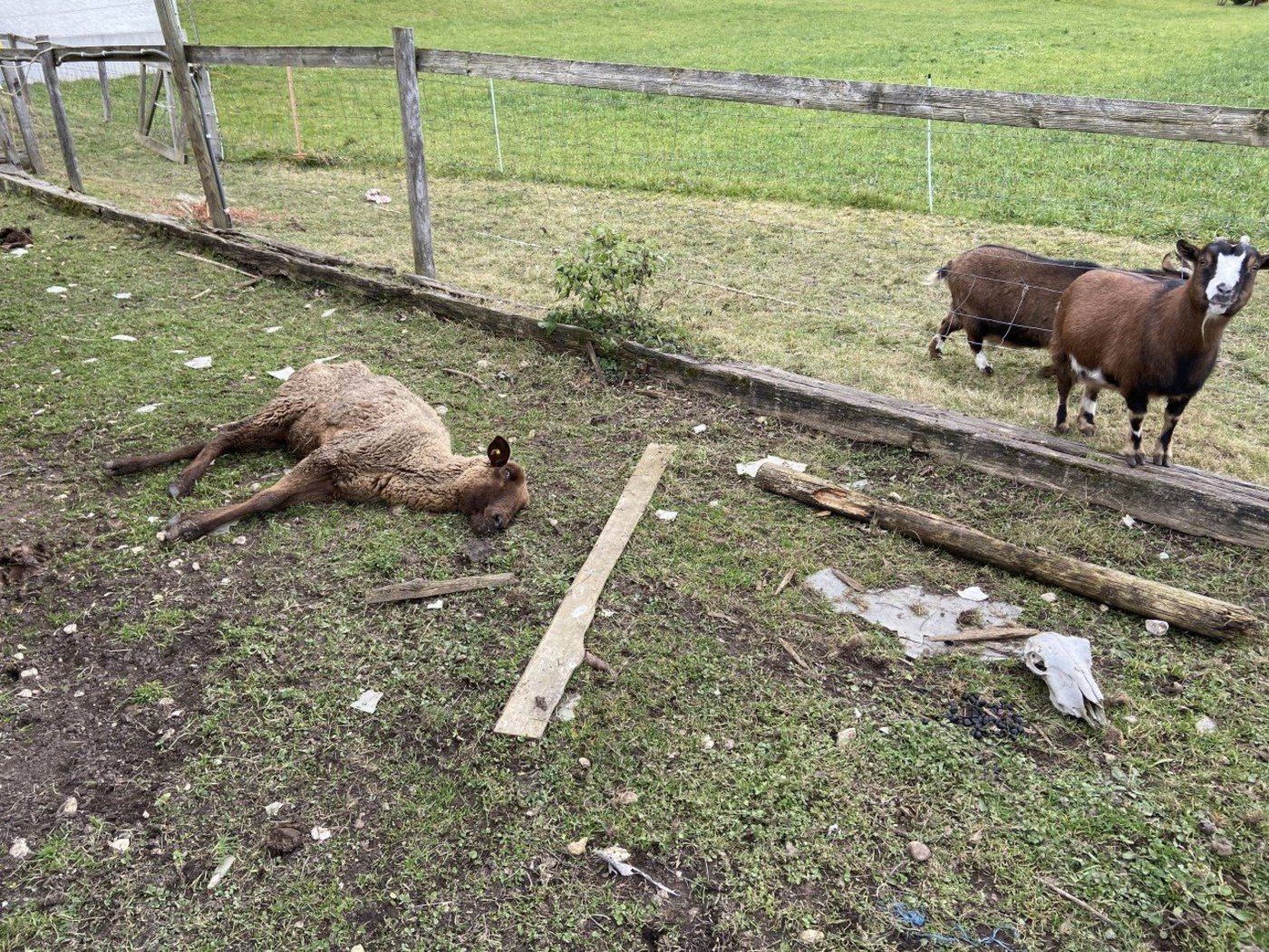 Der Beschuldigte hielt seine Tiere in katastrophalen Zuständen. (Bild Kantonspolizei Aargau)