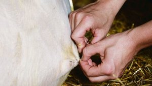 Verantwortungsvoller Tierarzt-Job auf dem Land.