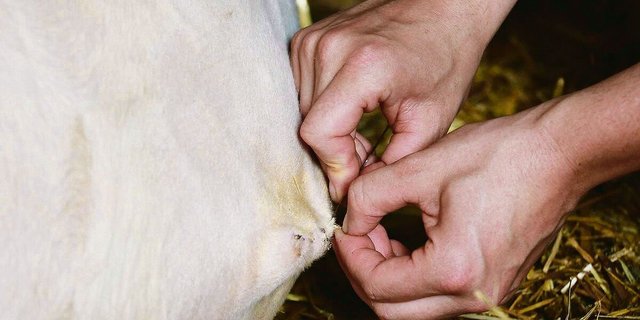 Verantwortungsvoller Tierarzt-Job auf dem Land.