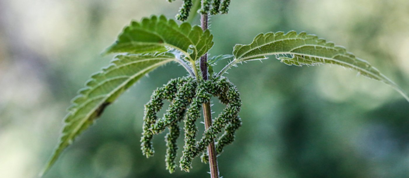 Die Samen der weiblichen Brennnessel sind besonders gesund. (Bilder Erika Rebsamen)