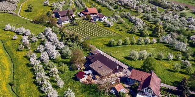 Traditionelle Obstgärten wie auf dem Betrieb Mausacker in Steinebrunn TG können produktive Agroforstsysteme sein. Die Fläche unter den Bäumen kann als Weide oder Acker dienen.