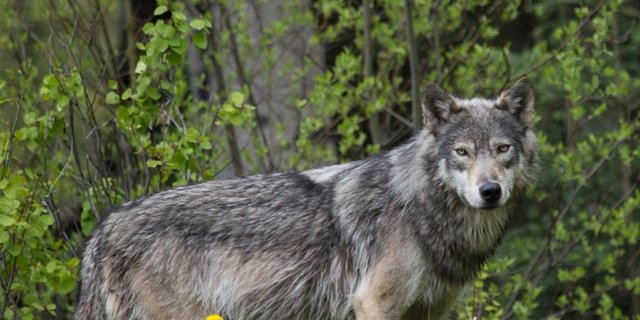 Ist der Wolf zurück in Schangnau? (Symbolbild pixelio)