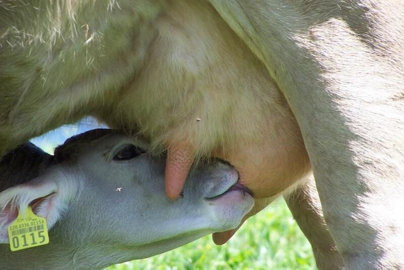 Bei Coop war nichts über die Gründe für die Reduktion in Erfahrung zu bringen. (Bild Mutterkuh Schweiz)