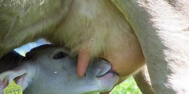 Bei Coop war nichts über die Gründe für die Reduktion in Erfahrung zu bringen. (Bild Mutterkuh Schweiz)