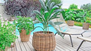 Deko-Kohlpflanzen im Deko-Kohlpflanzen im XXL-Format sind einheimische, winterharte und teils essbare Hingucker auf Terrassen oder vor Hauseingängen.