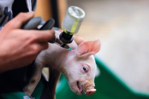 Die chirurgische Ferkelkastration ist in der Schweiz Standard. (Bild: «die grüne» / Peter Röthlisberger)