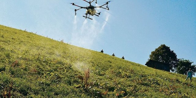 Ressourceneffizientes Digitalprojekt in den Kinderschuhen: Blackenspritzen mit Drohnen, hier ein Versuch mit Flächenbehandlung im Entlebuch im Jahr 2019.