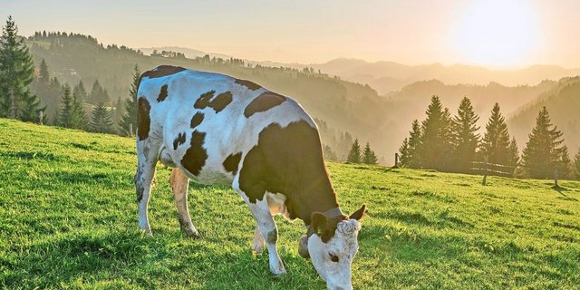 Die Rinderbestände sind bedroht. Insekten sind nicht nur eine Plage, sie übertragen auch Seuchen. Es braucht einen umfassenden Schutz. Das BLV sagt, wie. 