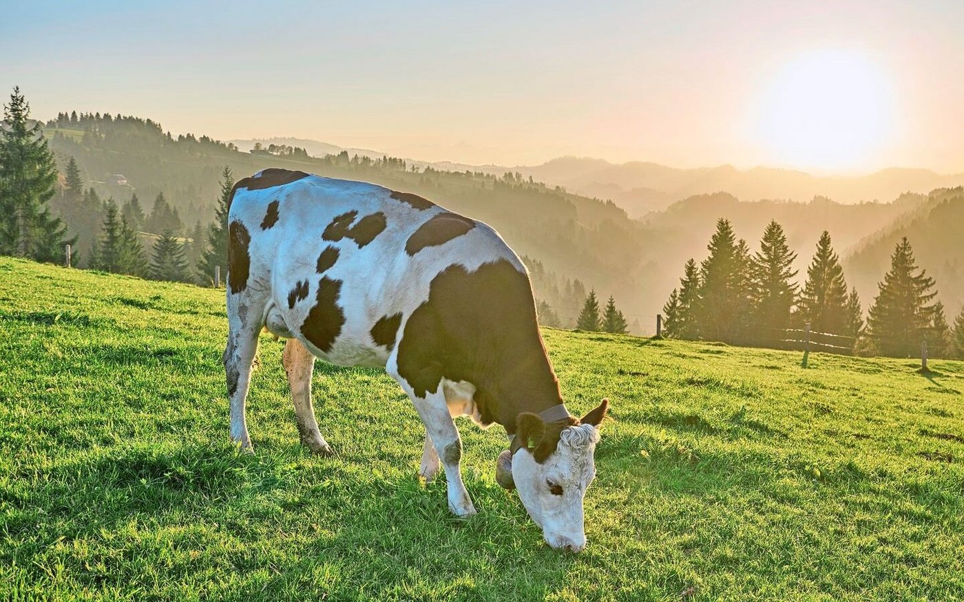 Die Rinderbestände sind bedroht. Insekten sind nicht nur eine Plage, sie übertragen auch Seuchen. Es braucht einen umfassenden Schutz. Das BLV sagt, wie. 