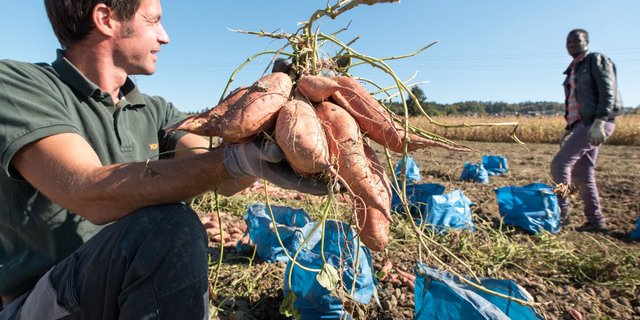 Simon van der Veer und ein Mitarbeiter bei der Ernte. Van der Veer und sein Geschäftspartner Simon Hurni sind mit ihrem Projekt «Batati» für den deutschen CeresAward nominiert. (Bild zVg)
