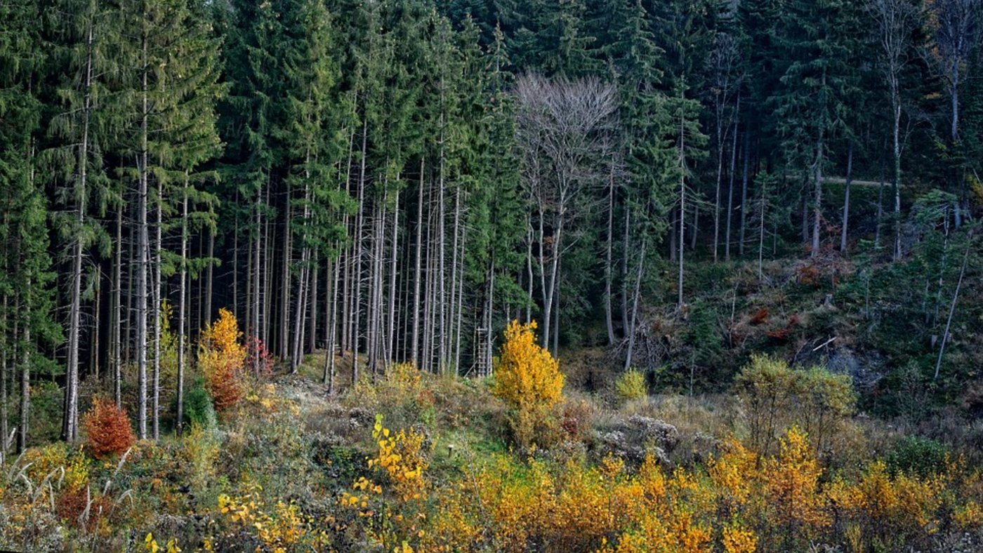 Klimaerwärmung und zunehmende Trockenheit in der Schweiz können Waldbäume in Bedrängnis bringen, weil sie sich zu langsam anpassen. (Symbolbild Pixabay)
