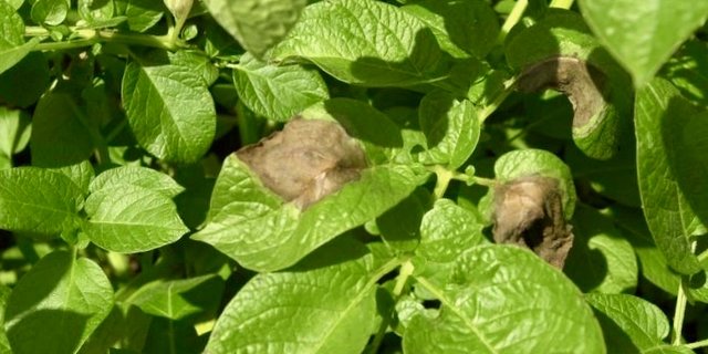 Krautfäule bei Kartoffeln. Bild: «BauernZeitung»
